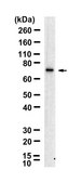 Anti-CD5 Antibody, clone 1M19 ZooMAb® Rabbit Monoclonal recombinant, expressed in HEK 293 cells