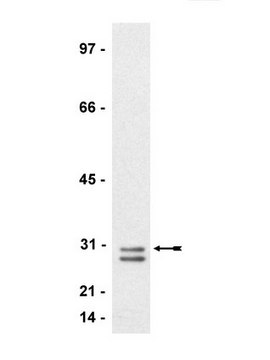 Anti-RhoE/Rnd3 Antibody, clone 4 ascites fluid, clone 4, Upstate&#174;