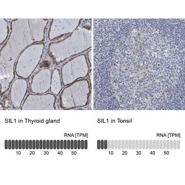 Anti-SIL1 antibody produced in rabbit Prestige Antibodies&#174; Powered by Atlas Antibodies, affinity isolated antibody, buffered aqueous glycerol solution