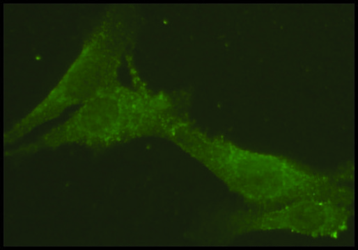 Anti-Rab9 from rabbit ~1&#160;mg/mL, affinity isolated antibody, buffered aqueous solution