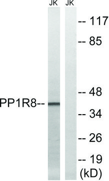 Anti-PPP1R8 antibody produced in rabbit affinity isolated antibody