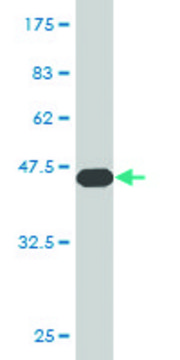 Monoclonal Anti-CGB5 antibody produced in mouse clone 2E7, purified immunoglobulin, buffered aqueous solution