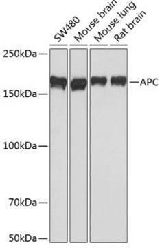 Anti-APC antibody produced in rabbit