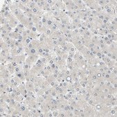 抗-PTPN4 兔抗 Prestige Antibodies® Powered by Atlas Antibodies, affinity isolated antibody, buffered aqueous glycerol solution