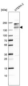 Anti-SALL3 antibody produced in rabbit Prestige Antibodies® Powered by Atlas Antibodies, affinity isolated antibody, buffered aqueous glycerol solution