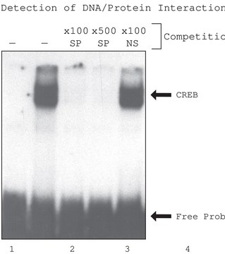 CelLytic&#8482; P Cell Lysis Reagent