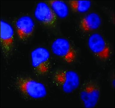 Anti-PMP70&#8722;Atto 488 兔抗 1.5-3&#160;mg/mL, affinity isolated antibody, buffered aqueous solution