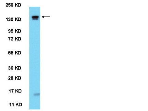 Anti-mPER1 (residues 6-21) Antibody serum, from rabbit