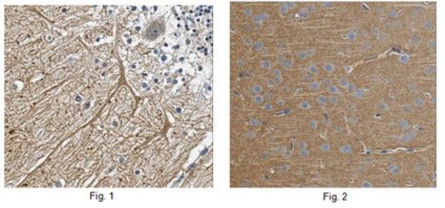 Anti-GABA-B receptor 2 Antibody, clone N81/37 clone N81/37, from mouse