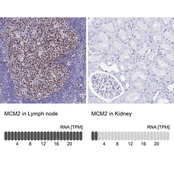 Anti-MCM2 antibody produced in rabbit Prestige Antibodies&#174; Powered by Atlas Antibodies, affinity isolated antibody, buffered aqueous glycerol solution