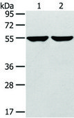 抗-TRIM62 affinity isolated antibody