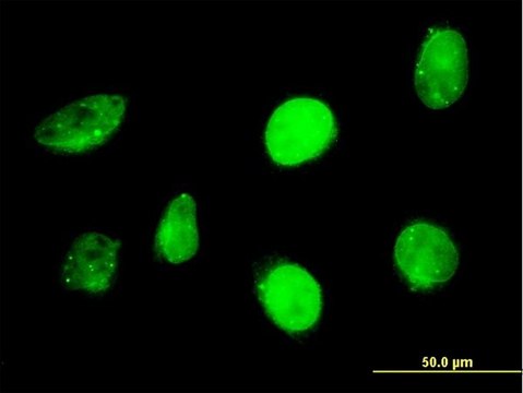 Monoclonal Anti-SP110 antibody produced in mouse clone 6F11, purified immunoglobulin, buffered aqueous solution