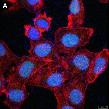 Anti-Cryptochrome-1 Antibody, clone 2C22 ZooMAb&#174; Rabbit Monoclonal recombinant, expressed in HEK 293 cells