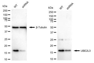 KD-Validated Anti UBE2L3 Antibody, clone 24GB1875, Rabbit Monoclonal clone 24GB1875, recombinant rabbit monoclonal, expressed in HEK293 cells