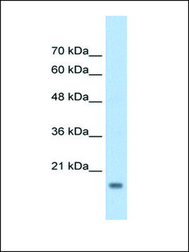 Anti-AMFR antibody produced in rabbit IgG fraction of antiserum