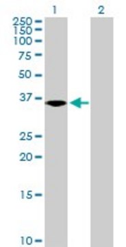 Anti-NKD2 antibody produced in mouse purified immunoglobulin, buffered aqueous solution