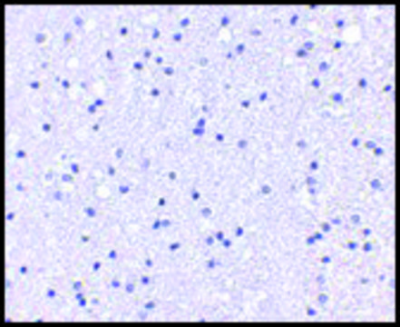 Anti-APC1 antibody produced in rabbit affinity isolated antibody, buffered aqueous solution