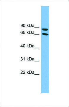 Anti-DAB1 antibody produced in rabbit affinity isolated antibody