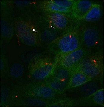 Anti-acetyl-alpha tubulin Antibody, clone 6-11B-1 clone 6-11B-1, from mouse