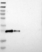 Anti-DNAJC5 antibody produced in rabbit Prestige Antibodies® Powered by Atlas Antibodies, affinity isolated antibody, buffered aqueous glycerol solution