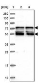 Anti-IRF2BP1 antibody produced in rabbit Prestige Antibodies® Powered by Atlas Antibodies, affinity isolated antibody, buffered aqueous glycerol solution