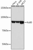 Anti-Ku80 antibody produced in rabbit