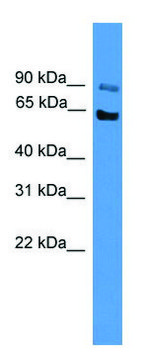 Anti-MCOLN3 antibody produced in rabbit affinity isolated antibody