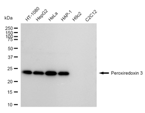KD-Validated Anti Peroxiredoxin 3 Antibody, clone 24GB935, Rabbit Monoclonal clone 24GB935, recombinant rabbit monoclonal, expressed in HEK293 cells