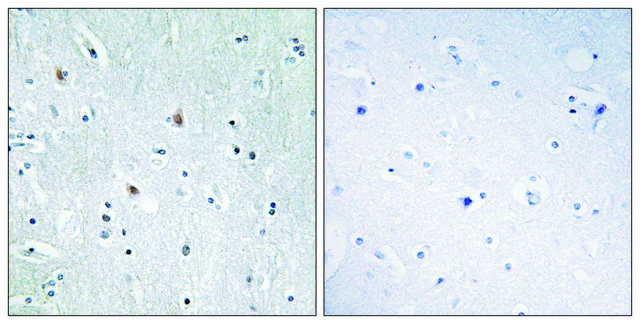 Anti-SOX12 antibody produced in rabbit affinity isolated antibody