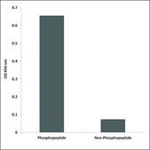 Anti-phospho-ATF1 (pSer63) antibody produced in rabbit affinity isolated antibody