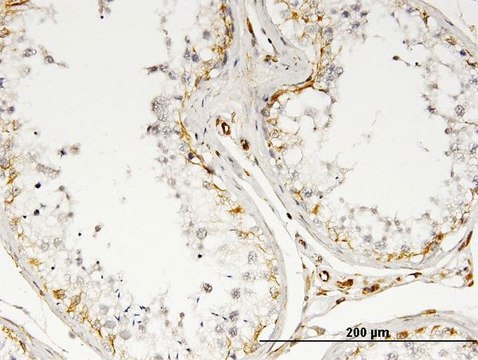 Monoclonal Anti-IL13 antibody produced in mouse clone 3H7, purified immunoglobulin, buffered aqueous solution