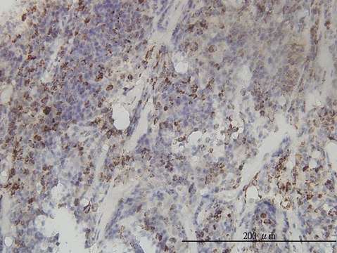 Monoclonal Anti-MTHFD2 antibody produced in mouse clone 4G7-2G3, purified immunoglobulin, buffered aqueous solution