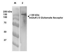 Monoclonal Anti-Synaptotagmin-7 - Atto 594 antibody produced in mouse clone S275-14, purified immunoglobulin