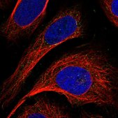 Anti-GCSH antibody produced in rabbit Prestige Antibodies® Powered by Atlas Antibodies, affinity isolated antibody, buffered aqueous glycerol solution