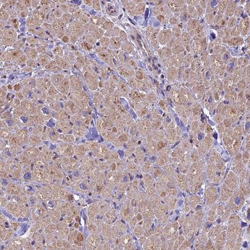 Anti-CRLF1 antibody produced in rabbit Prestige Antibodies&#174; Powered by Atlas Antibodies, affinity isolated antibody, buffered aqueous glycerol solution