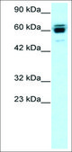 Anti-RNF12 antibody produced in rabbit affinity isolated antibody