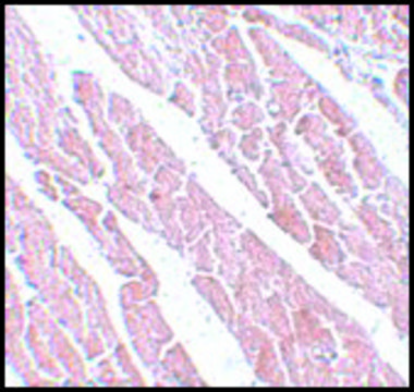 Anti-TMEM184C antibody produced in rabbit affinity isolated antibody, buffered aqueous solution