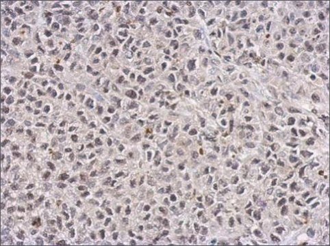 单克隆抗TET1 小鼠抗 clone GT1462, affinity isolated antibody, buffered aqueous solution