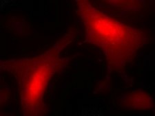 LentiBrite RFP Control Lentiviral Biosensor