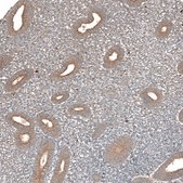 Anti-F8A1 antibody produced in rabbit Prestige Antibodies® Powered by Atlas Antibodies, affinity isolated antibody, buffered aqueous glycerol solution