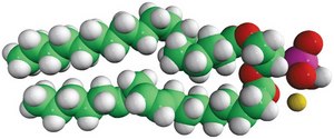 18:0-18:2 PA 1-stearoyl-2-linoleoyl-sn-glycero-3-phosphate (sodium salt), chloroform