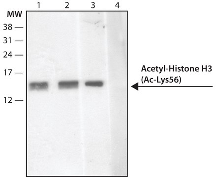 Anti-acetyl-Histone H3 [Ac-Lys56] IgG fraction of antiserum