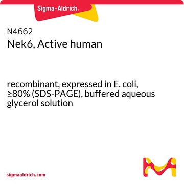 Nek6, Active human recombinant, expressed in E. coli, &#8805;80% (SDS-PAGE), buffered aqueous glycerol solution