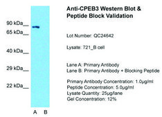 Anti-CPEB3 antibody produced in rabbit affinity isolated antibody