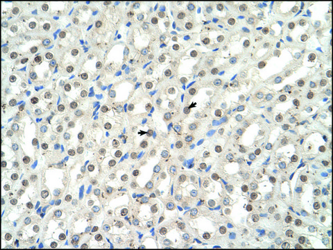 Anti-EHF antibody produced in rabbit affinity isolated antibody