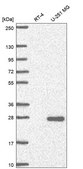 Anti-Nccrp1 Antibody Produced In Rabbit Prestige Antibodies® Powered by Atlas Antibodies, affinity isolated antibody, buffered aqueous glycerol solution