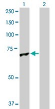 Anti-GLMN antibody produced in rabbit purified immunoglobulin, buffered aqueous solution