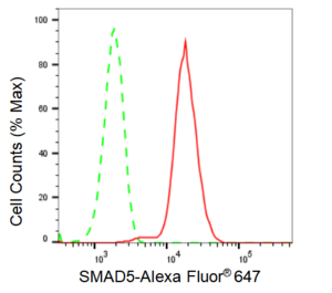 KD-Validated Anti SMAD5 Antibody, clone 23GB2910, Rabbit Monoclonal clone 23GB2910, recombinant rabbit monoclonal, expressed in HEK293 cells