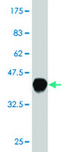 Monoclonal Anti-WWP1 antibody produced in mouse clone 1A7, purified immunoglobulin, buffered aqueous solution