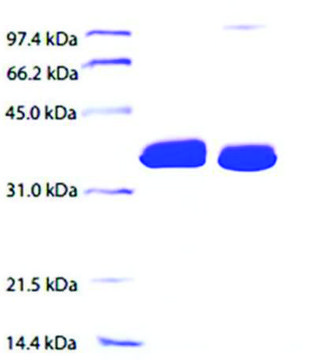 载脂蛋白E 来源于人类血浆 &#8805;95% (SDS-PAGE)